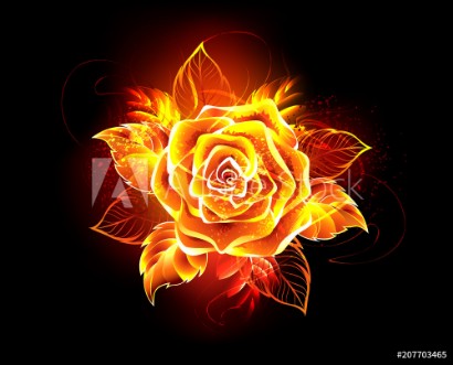 Picture of Blooming fire rose